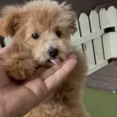 タイニープードル