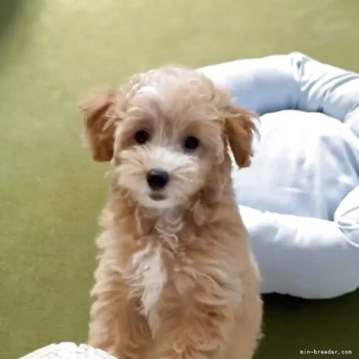 マルプー(トイプードル×マルチーズ)【福岡県・女の子・2025年7月