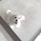 マルチーズ×マルペキ【福岡県・男の子・2025年1月11日・ホワイト】の写真5