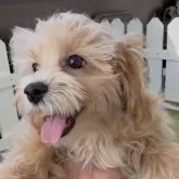 マルプー(マルチーズ×トイプードル)【福岡県・女の子・2025年8月15日・アプリ】の写真3