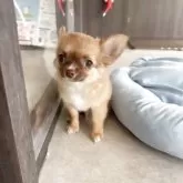 チワワ(ロング)【福岡県・男の子・2025年8月1日・フォーン】の写真4