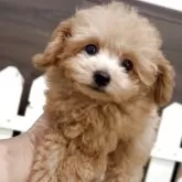 ティーカッププードル【福岡県・男の子・2025年8月1日・アプリ】の写真5