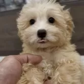 マルプー(トイプードル×マルチーズ)【福岡県・女の子・2025年8月14日・アプリ】の写真3