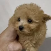 ティーカッププードル【福岡県・男の子・2025年8月1日・アプリ】の写真4