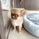 チワワ(ロング)【福岡県・男の子・2025年8月1日・フォーン】の写真5