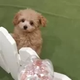 ティーカッププードル【福岡県・男の子・2025年8月1日・アプリ】の写真6