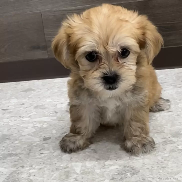 ID:2405-06924の子犬