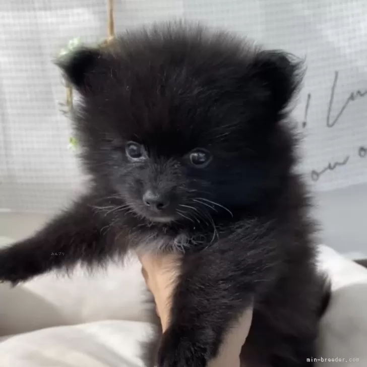 ID:2409-01316の子犬