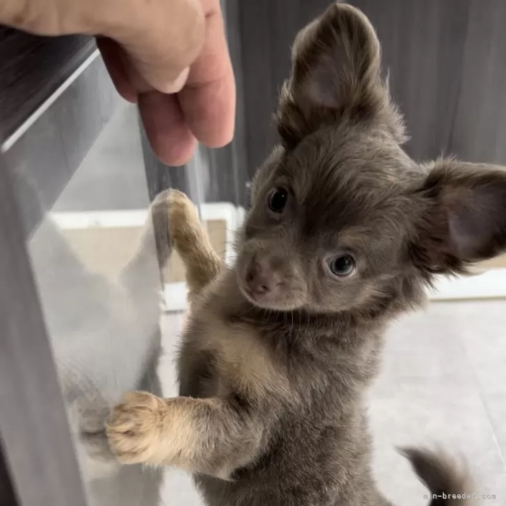 ID:2404-06678の子犬