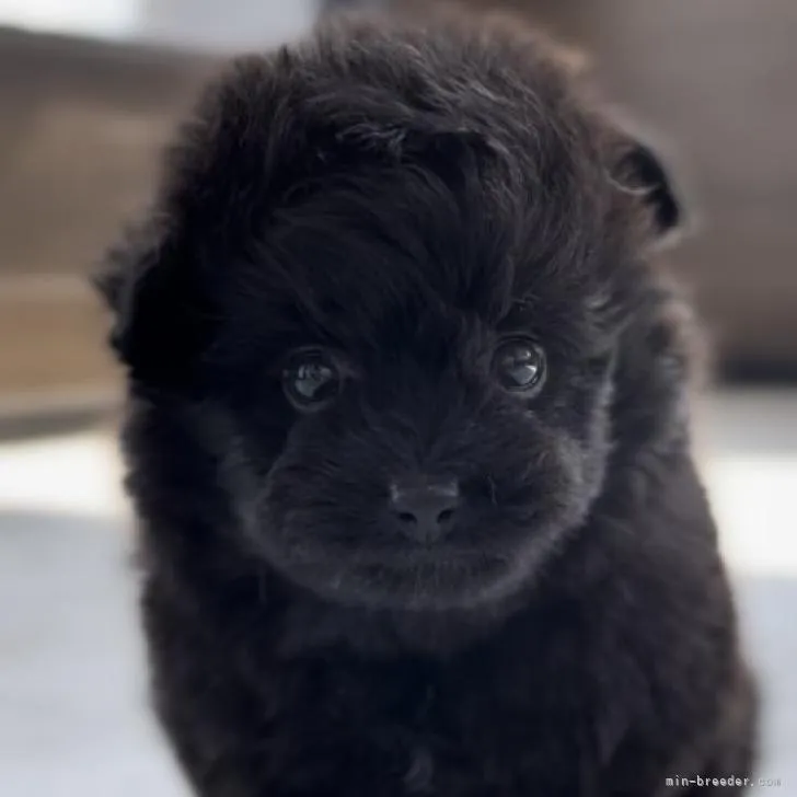 kobuta29 様のお迎えした子犬