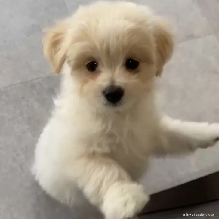 ID:2409-04634の子犬