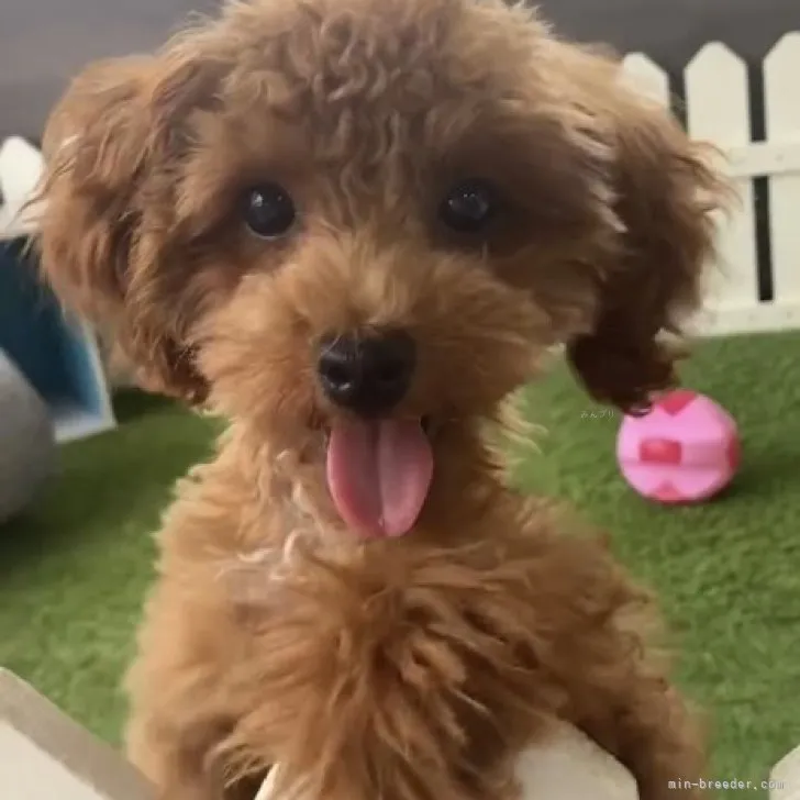 ID:2305-02828の子犬