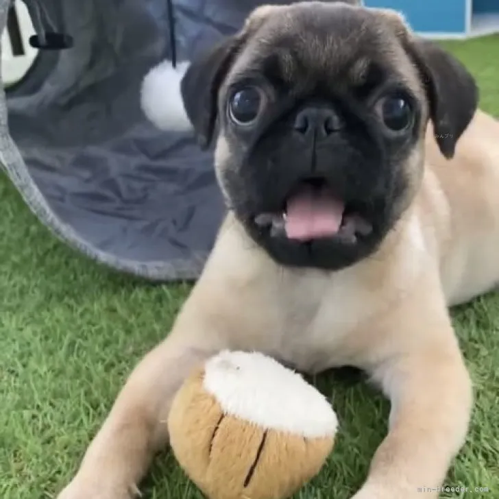 ID:2307-04994の子犬