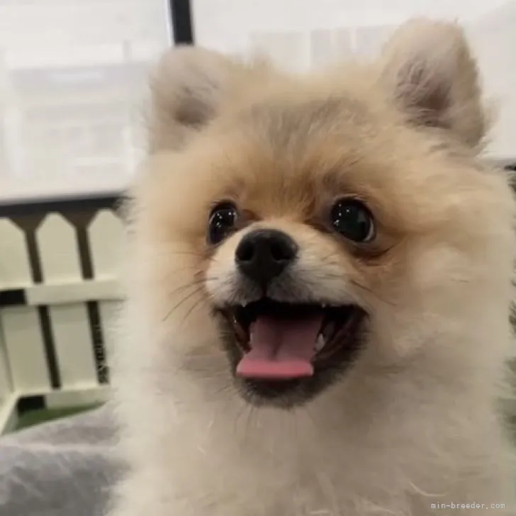 K.S 様のお迎えした子犬