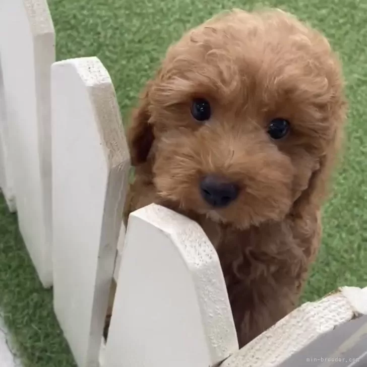ID:2311-06421の子犬