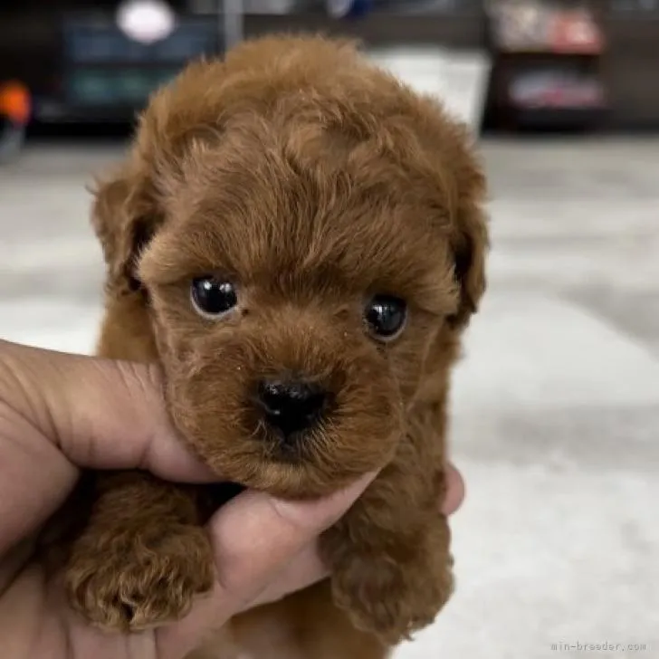 ID：2210-03874の子犬