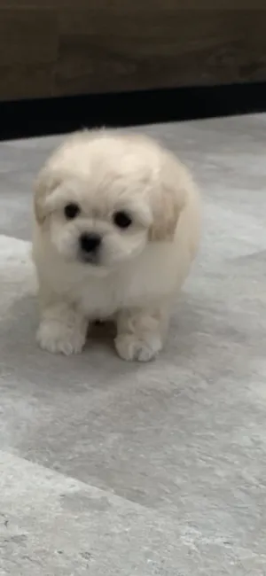ID：2203-01024の子犬