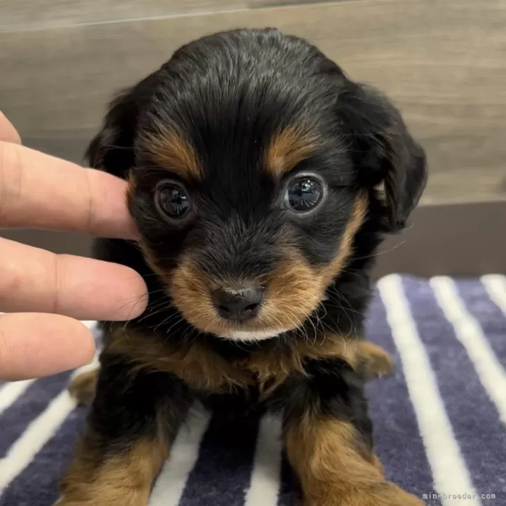 ID:2407-07902の子犬