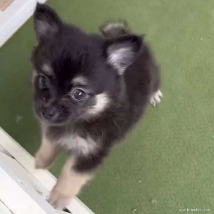 ID:2407-06173の子犬