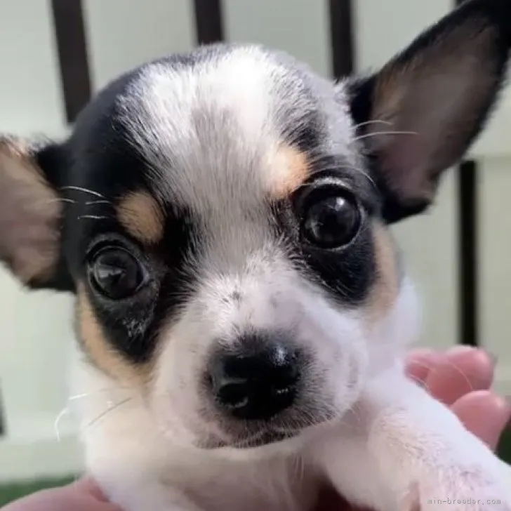 ID:2303-05020の子犬