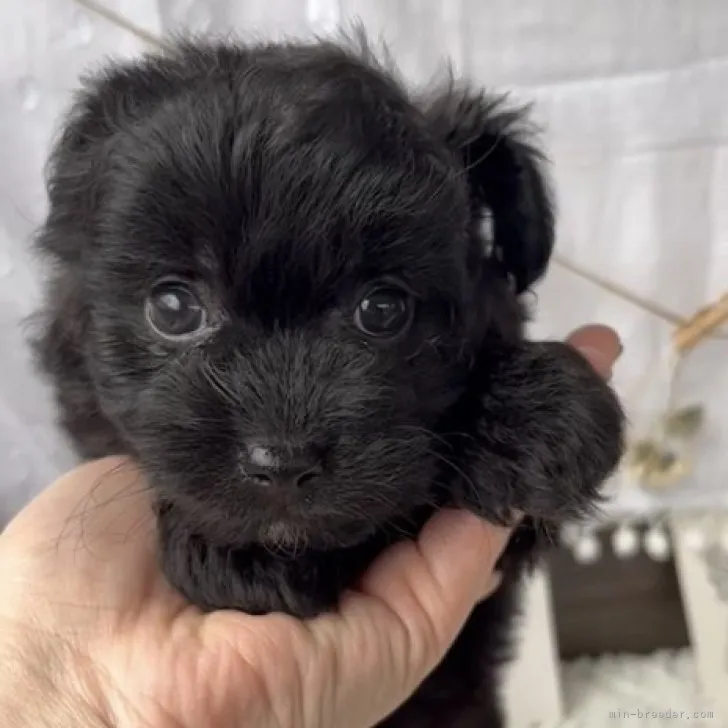 ID：2303-02127の子犬