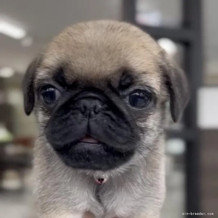 ID:2210-04541の子犬