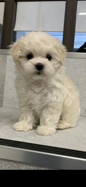 ID:2201-01357の子犬