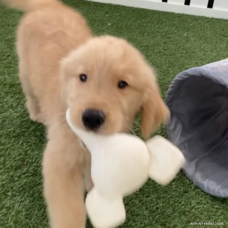 ID：2304-02242の子犬