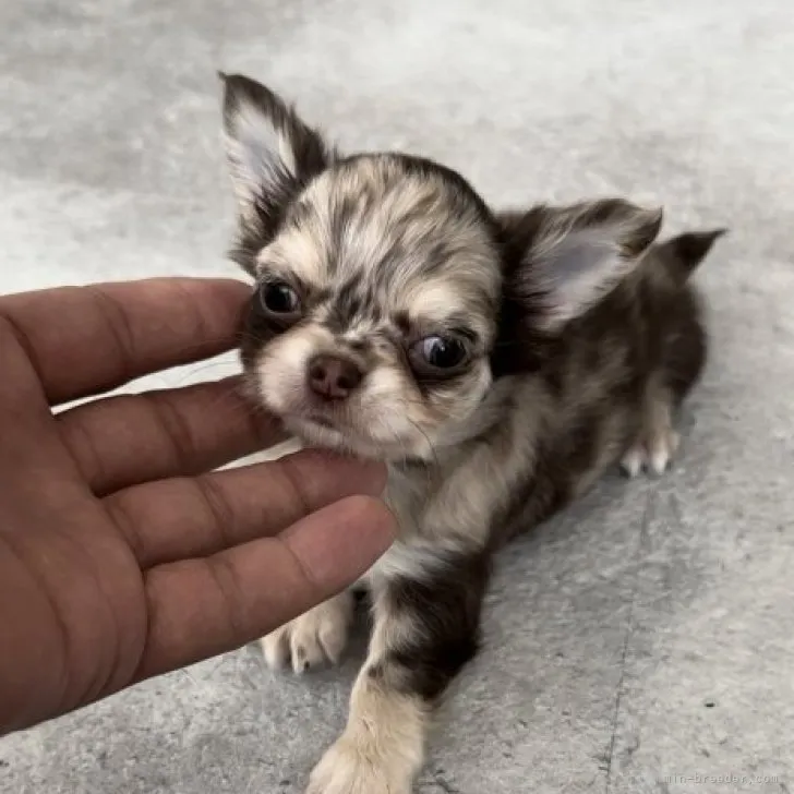 ハクバ 様のお迎えした子犬