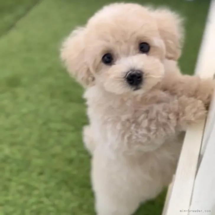 ID:2309-02718の子犬