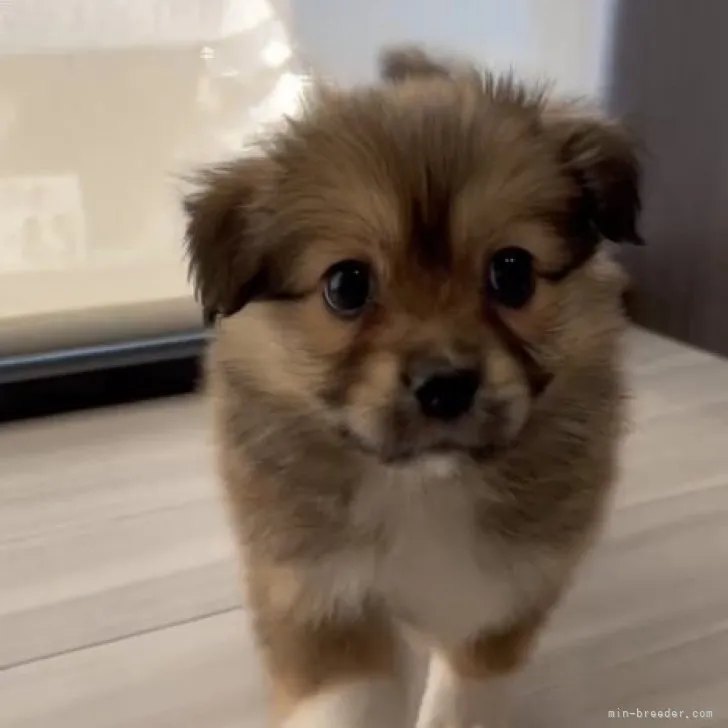 Y.S 様のお迎えした子犬