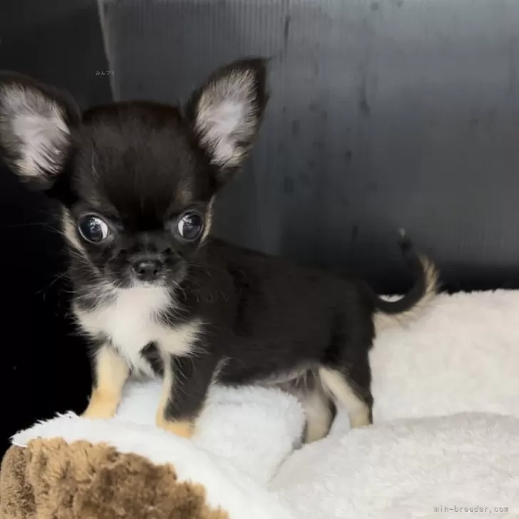 ID：2406-04206の子犬