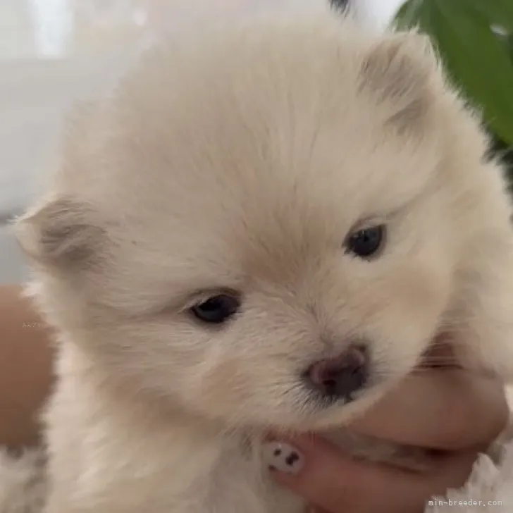 ID:2309-05124の子犬