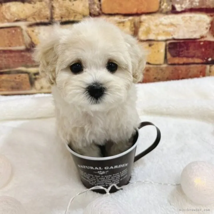 リエコ 様のお迎えした子犬