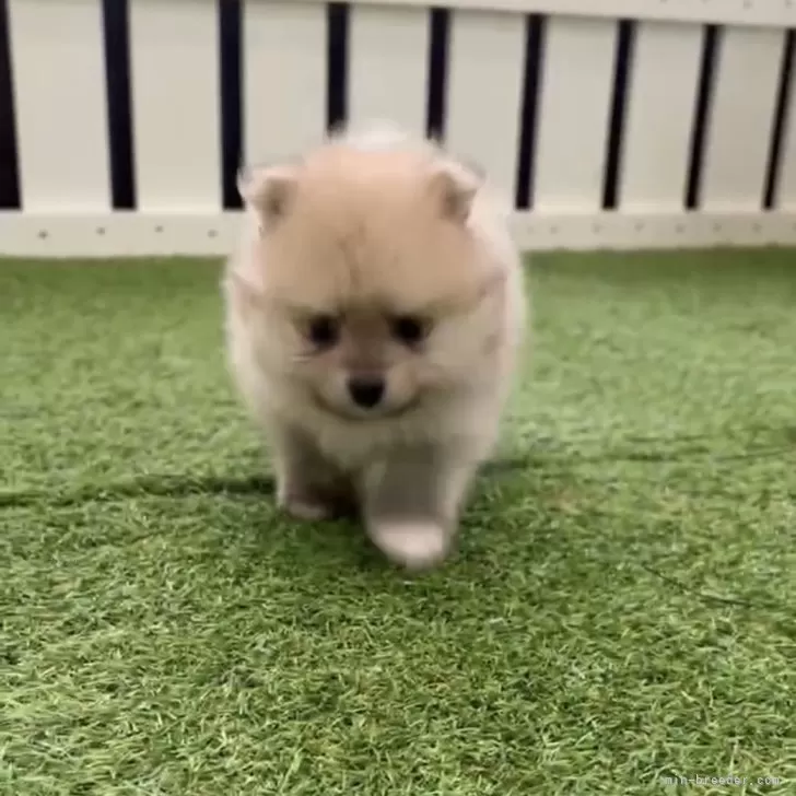 ID:2404-04745の子犬