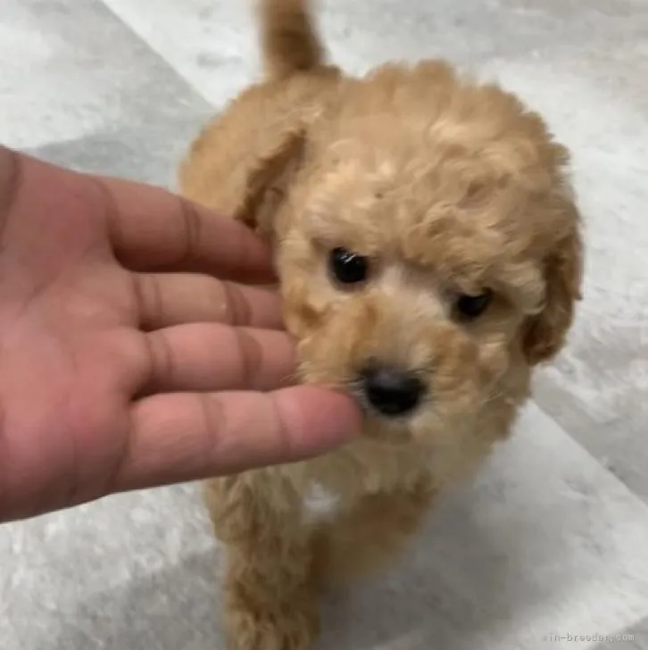 ID:2207-01110の子犬