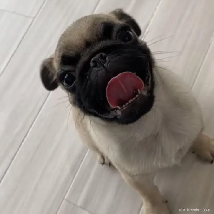 ID:2206-03082の子犬