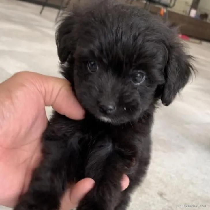 coo 様のお迎えした子犬