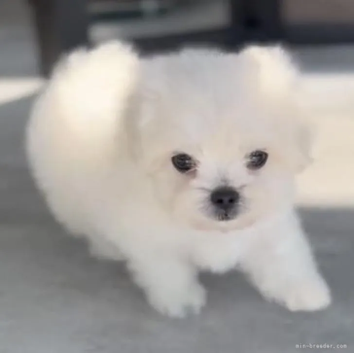 ID:2209-01681の子犬