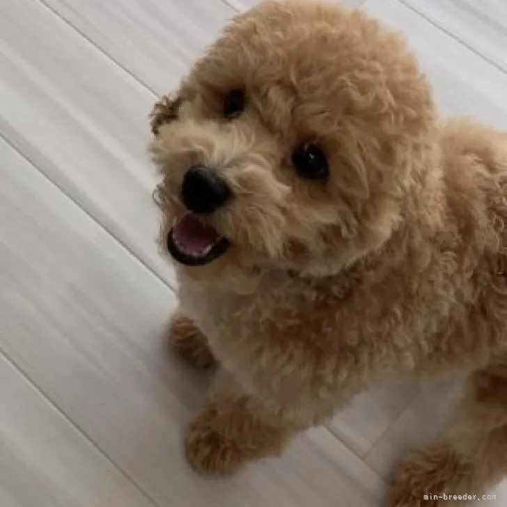 アーニャ 様のお迎えした子犬