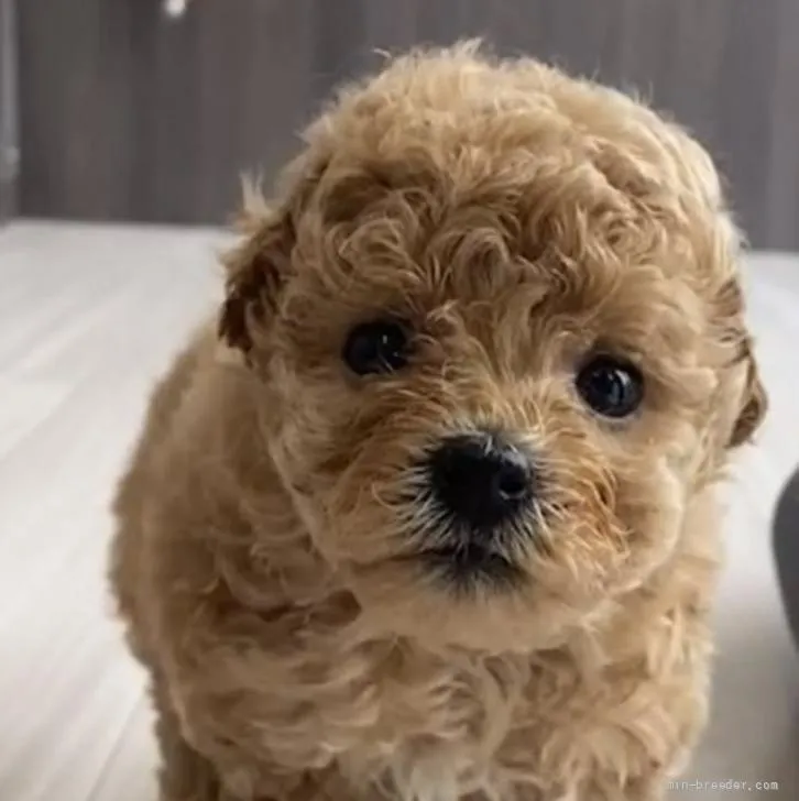 ID:2206-01702の子犬