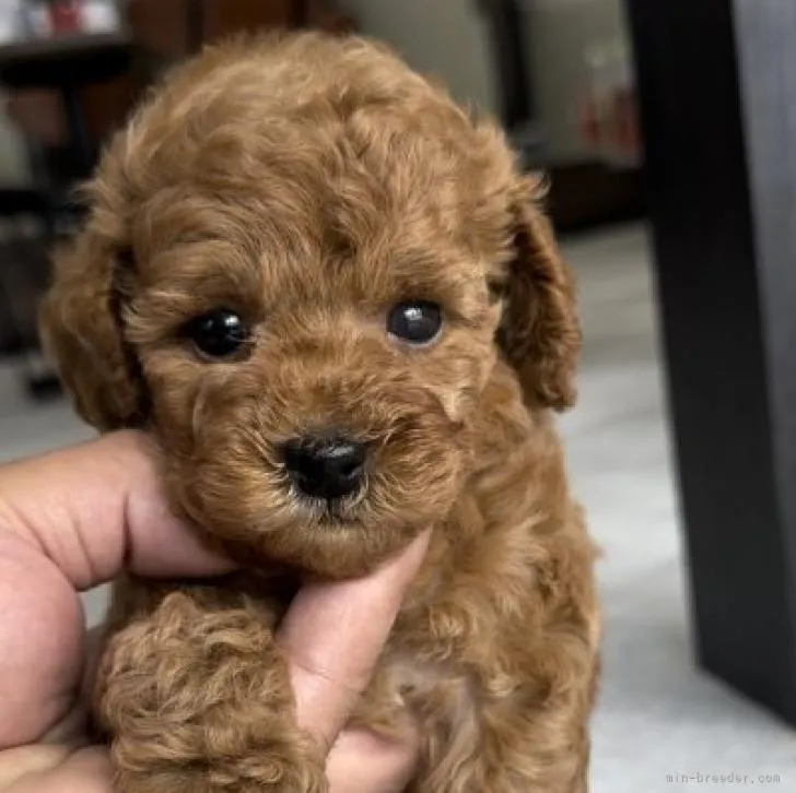 ID：2210-03868の子犬