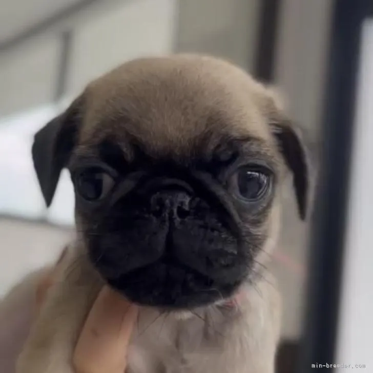 ID:2210-04439の子犬
