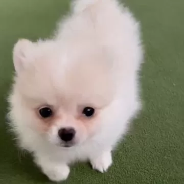 羊毛フェルト ハンドメイド 犬【オーダーページ】パピヨン