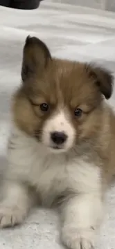 ウインク柴犬、トイプー、パピヨン、チワワ、パグ、マルチーズ、シェルティパネル dog_img_1_thumb_mob_94de692b84