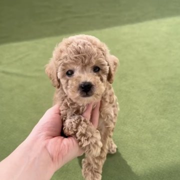 トイプードル(トイ)【福岡県・女の子・2024年7月10日・アプリ】の写真「とっても可愛いトイプーちゃんです^_^」