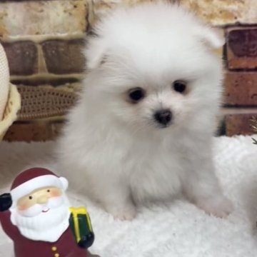 ポメラニアン【福岡県・男の子・2023年10月4日・クリーム】の写真「めちゃくちゃ可愛いポメくんです^_^」