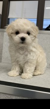 マルチーズ×トイプー【福岡県・女の子・2021年11月19日・クリーム】の写真「めちゃくちゃ可愛いからずーっと見てられます💕」