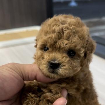 トイプードル(トイ)【福岡県・女の子・2022年10月20日・レッド】の写真「めっちゃ小さいです^_^」