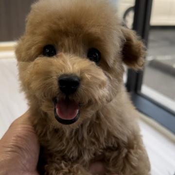 トイプードル(タイニー)【福岡県・男の子・2022年9月20日・レッド】の写真「※かわいいタイニーくんです^_^」